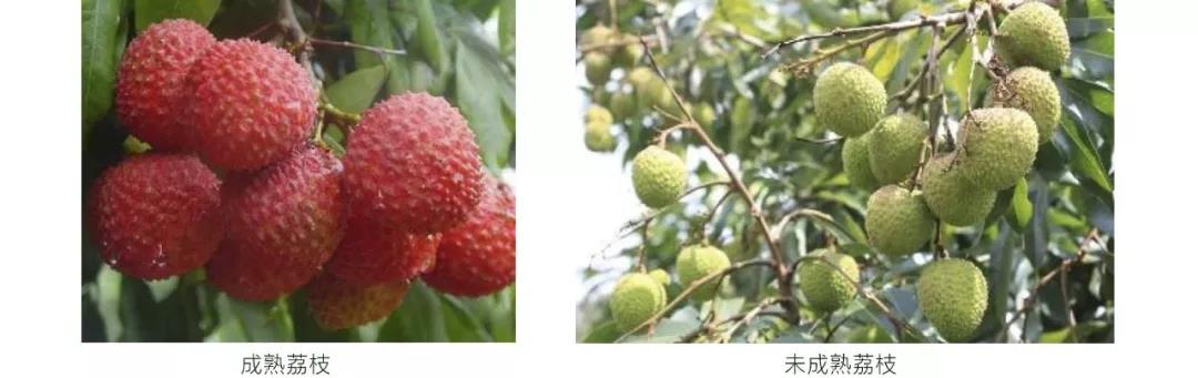 权威解读 | 小儿空腹食用荔枝致死?夏季警惕“荔枝病”