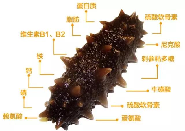 十佳营养师 | 王晓纯:海参有哪些营养成分及作用?